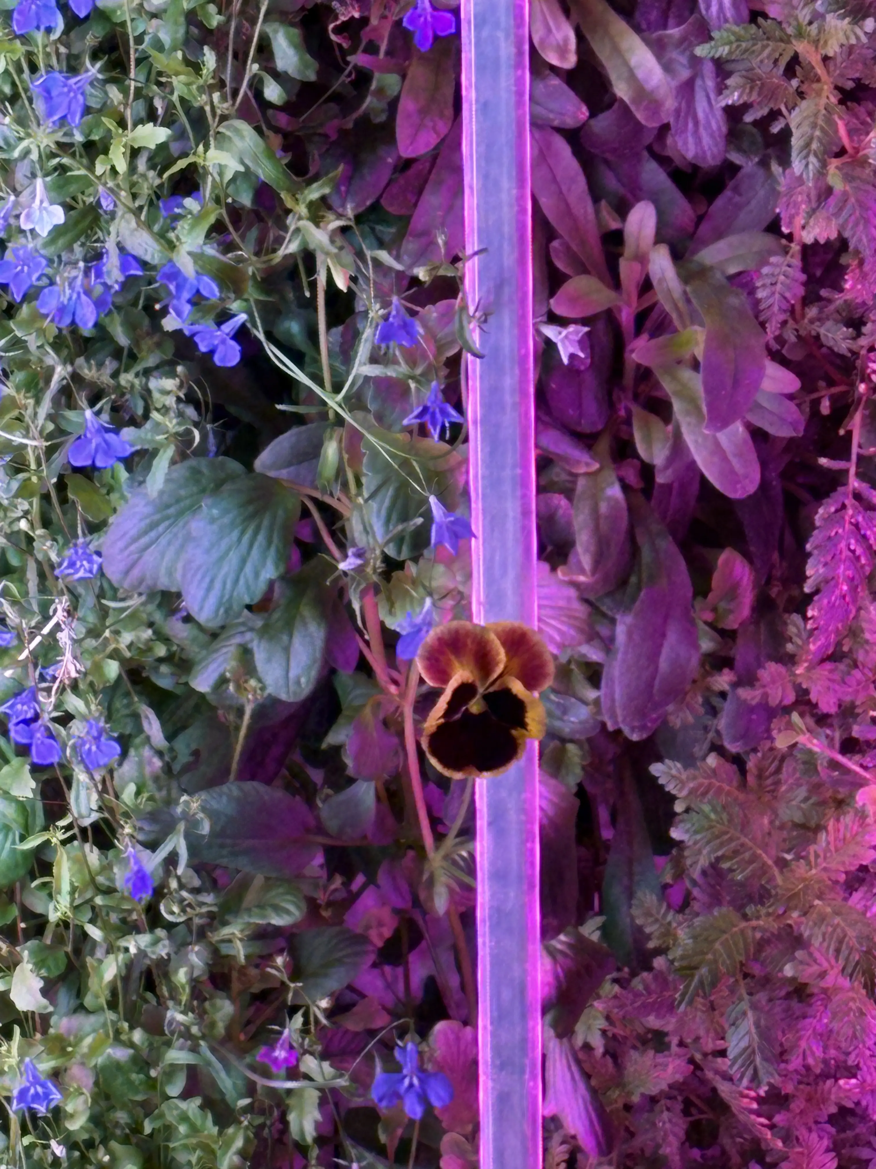 Vertical view